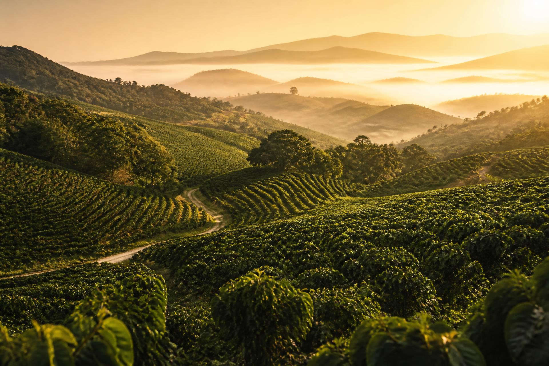 Piantagione di caffè verde brasiliano all'alba in Minas Gerais